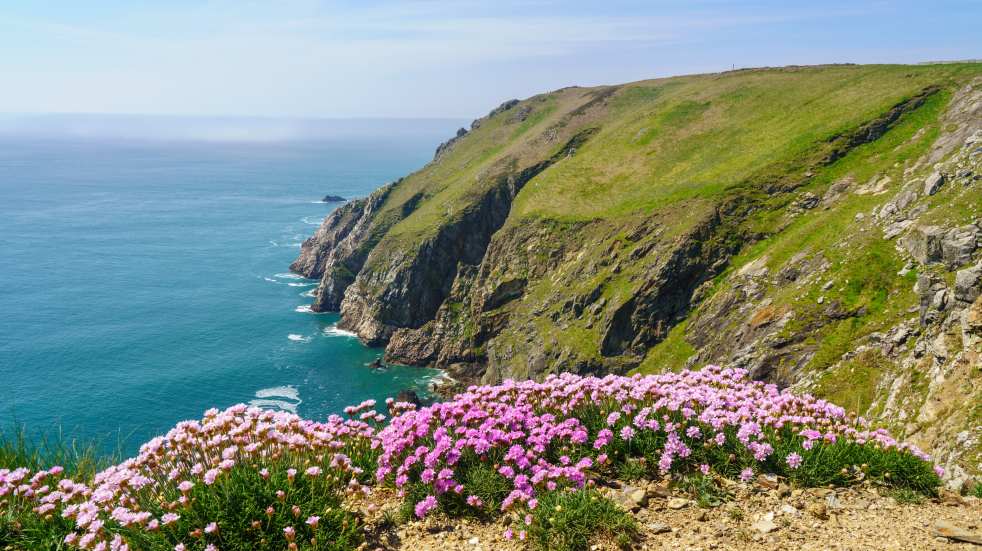 Lundy Island heather